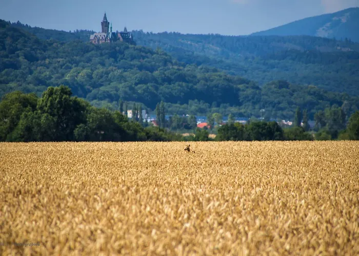 Harztraeume I Gratis Parken I Sitzplatz Im Gruenen I Busanbindung *